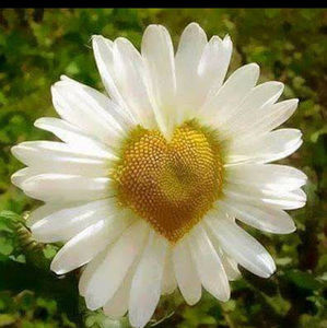 Meet your Posher, Miashe